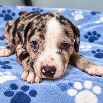 Zeppelin -  American Bulldog and Catahoula Leopard Dog Dog for Adoption in Cartersville, Georgia - Zeppelin | PetCurious
