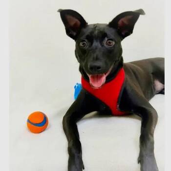 Mochi -  Mixed Breed Dog for Adoption in Brewton, Alabama - Mochi | PetCurious