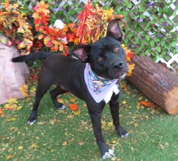 Rescue Black Labrador Retriever and Pit Bull Terrier Dogs for Adoption in Oklahoma City, Oklahoma - MOOSE 465726 | PetCurious