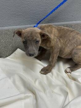 KATY PERRY -  Labrador Retriever Dog for Adoption in Las Vegas, Nevada - KATY PERRY | PetCurious
