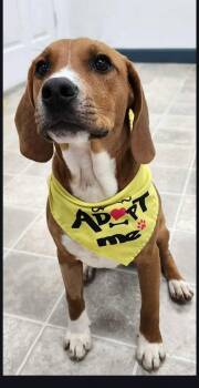 Beagle Dogs Available for Adoption - Wilco | PetCurious