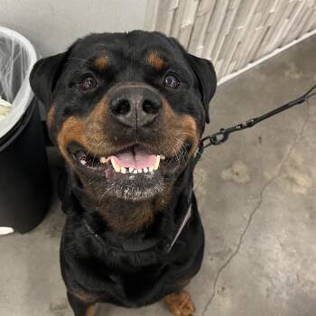 Rottweiler Dogs Available for Adoption in Tampa, Florida - Mase | PetCurious