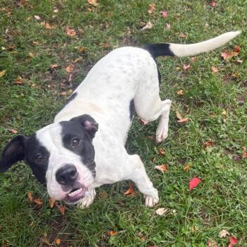 Minnie -  Mixed Breed Dog for Adoption in East Hanover, New Jersey - Minnie | PetCurious