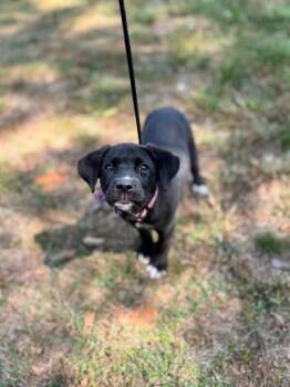 Black Labrador Retriever and Mixed Breed Dogs Available for Adoption in Aiken, South Carolina - Zetta | PetCurious