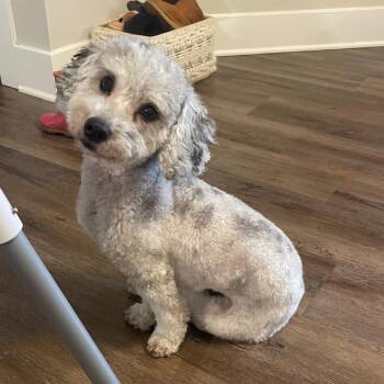Mixed Breed Dogs Available for Adoption in Lynchburg, Virginia - Ellie Mae | PetCurious