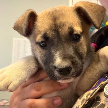 Turnip -  Norwegian Elkhound and Pit Bull Terrier Dog for Adoption in Newark, New Jersey - Turnip | PetCurious