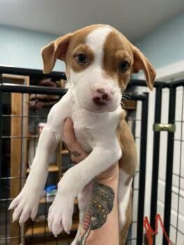 Swiss -  Hound and Shepherd Dog for Adoption in San Antonio, Texas - Swiss | PetCurious