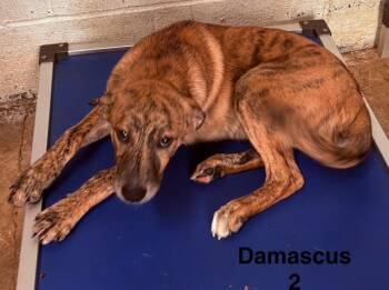 Rescue Labrador Retriever Dogs for Adoption in Zimmerman, Minnesota - Cinnamon | PetCurious