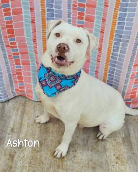 Ashton -  Pit Bull Terrier and Labrador Retriever Dog Available for Adoption in Gautier, Mississippi - Ashton | PetCurious