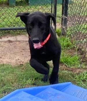 Shepherd and Mixed Breed Dogs Available for Adoption in Conway, South Carolina - Ken | PetCurious