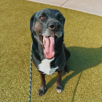 Maui -  Black Labrador Retriever Dog for Adoption in Hays, Kansas - Maui | PetCurious
