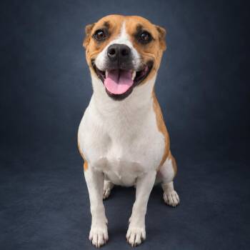 Smiley -  Mixed Breed Dog for Adoption in Newport, Tennessee - Smiley | PetCurious