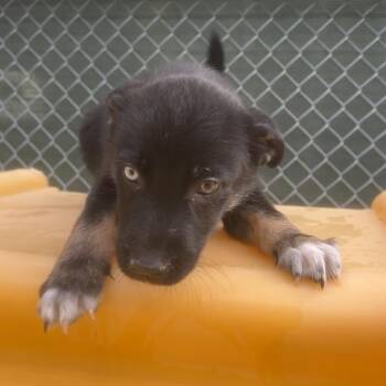 Shepherd and Mixed Breed Dogs Available for Adoption in Richmond, California - RUSSKI | PetCurious