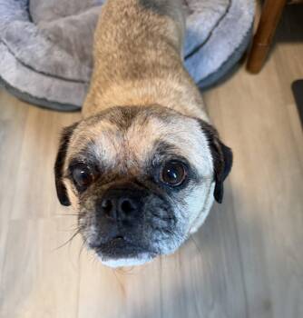 Otis -  Pug Dog for Adoption in Newport, Kentucky - Otis | PetCurious
