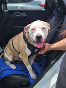 Luna -  American Bulldog Dog for Adoption in Lakeland, Florida - Luna | PetCurious