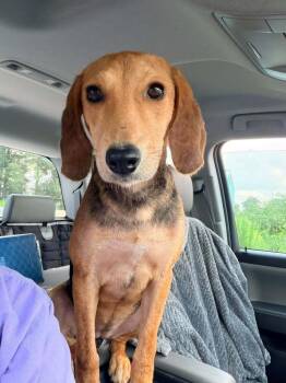 Lilly -  Beagle Dog for Adoption in Troy, Alabama - Lilly | PetCurious