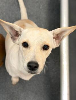 Monica -  Rat Terrier Dog for Adoption in Portland, Maine - Monica | PetCurious