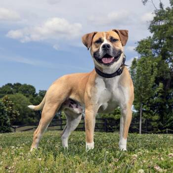 Mixed Breed Dogs Available for Adoption in Franklin, Tennessee - Pablo | PetCurious