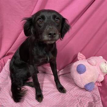 A614043 -  Cocker Spaniel and Mixed Breed Dog for Adoption in Modesto, California - A614043 | PetCurious