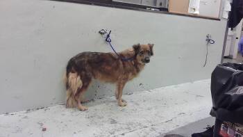 SHAYLA -  German Shepherd Dog Dog for Adoption in Houston, Texas - SHAYLA | PetCurious