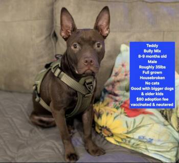 R- Teddy -  American Bully Dog for Adoption in Oviedo, Florida - R- Teddy | PetCurious