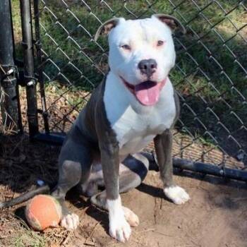 Horton -  Pit Bull Terrier Dog for Adoption in Birmingham, Alabama - Horton | PetCurious