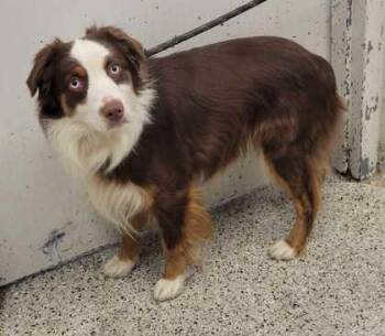Atticus -  Australian Shepherd and Mixed Breed Dog for Adoption in Kansas City, Missouri - Atticus | PetCurious