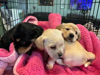 CockaChi Bs : Buddy -  Cocker Spaniel and Chihuahua Dog for Adoption in Aurora, Indiana - CockaChi Bs : Buddy | PetCurious