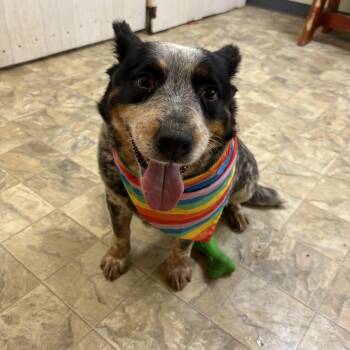 Punkin -  Australian Cattle Dog Blue Heeler Dog for Adoption in Pilot Point, Texas - Punkin | PetCurious