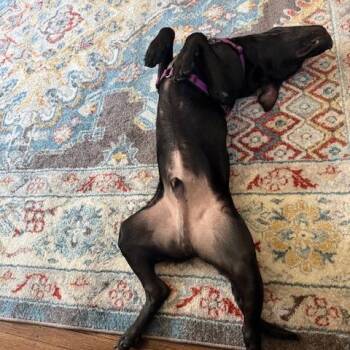 Mixed Breed Dogs Available for Adoption in Philadelphia, Pennsylvania - Toby | PetCurious