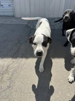 Rhett -  Pit Bull Terrier and Mixed Breed Dog for Adoption in Fresno, California - Rhett | PetCurious