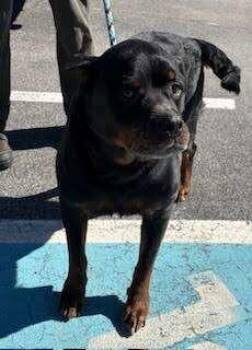 Rottweiler Dogs Available for Adoption - Leo | PetCurious