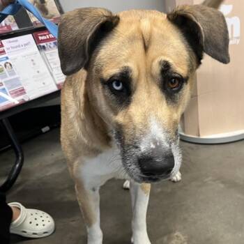 Shepherd and Husky Dogs Available for Adoption in Tampa, Florida - Jackson (Diesel) | PetCurious