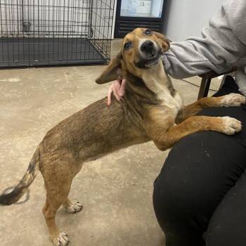 Mixed Breed Dogs Available for Adoption - Hopscotch | PetCurious