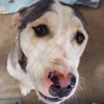 Husky and Mixed Breed Dogs Available for Adoption in Lake Havasu City, Arizona - Obie | PetCurious