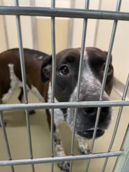 Mixed Breed Dogs Available for Adoption in Columbia, Tennessee - Rosie | PetCurious