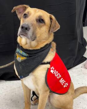 Desperado (FEE SPONSORED) -  Yellow Labrador Retriever Dog for Adoption in Portland, Maine - Desperado (FEE SPONSORED) | PetCurious