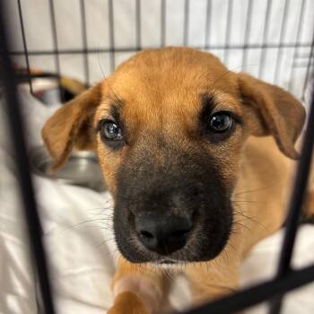 Ramada -  Mixed Breed Dog for Adoption in Moab, Utah - Ramada | PetCurious