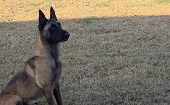 Rescue Belgian Shepherd Malinois Dogs for Adoption in Imlay City, Michigan - Blaze - Located In Texas | PetCurious