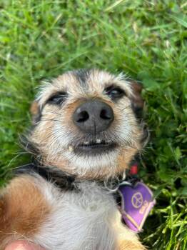 Yorkshire Terrier Dogs Available for Adoption in Brunswick, Ohio - Junior | PetCurious