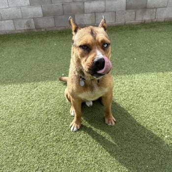 Rescue Husky and Cattle Dog Dogs for Adoption in Phoenix, Arizona - Aladdin | PetCurious