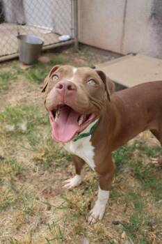 CHILI DOG -  Pit Bull Terrier and Mixed Breed Dog for Adoption in Oklahoma City, Oklahoma - CHILI DOG | PetCurious