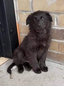 Shepherd and Retriever Dogs Available for Adoption - Lalloo | PetCurious