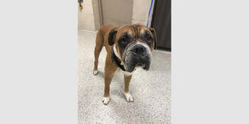 Rescue Boxer Dogs for Adoption in Hewitt, Texas - Bronco | PetCurious