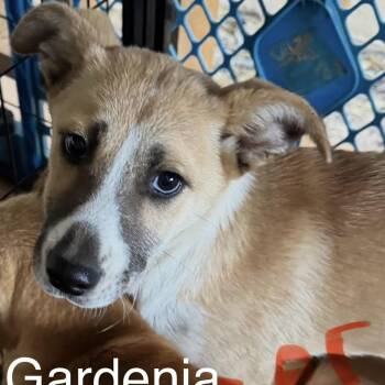 Husky Dogs Available for Adoption - Gardenia | PetCurious
