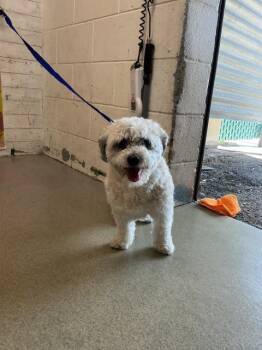 Poodle and Mixed Breed Dogs Available for Adoption in San Bernardino, California - SNICKERS | PetCurious