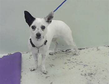 Rescue Chihuahua and Mixed Breed Dogs for Adoption in Houston, Texas - BEAR | PetCurious