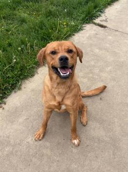 Labrador Retriever Dogs Available for Adoption in Seneca, Pennsylvania - Churro | PetCurious