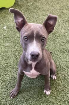 Freedom -  Mixed Breed Dog for Adoption in Fort Worth, Texas - Freedom | PetCurious