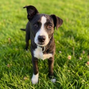 Husky Dogs Available for Adoption in South Elgin, Illinois - Mira | PetCurious